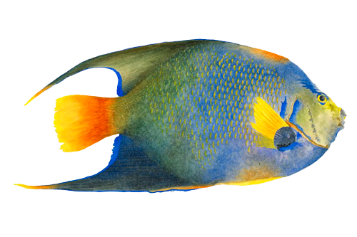 Aquatisch angelfish PNG-beeld