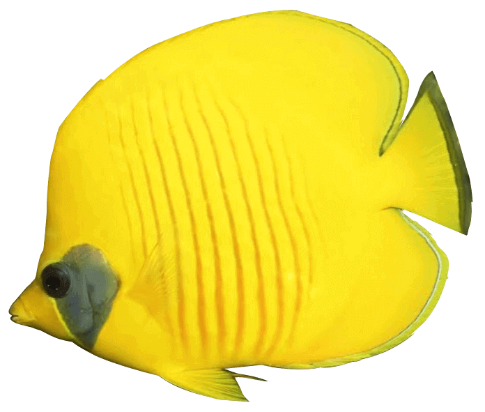 Aquatic angelfish PNG Foto