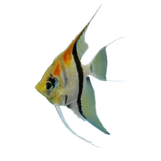 Aquatic Angelfish PNG Transparent Image
