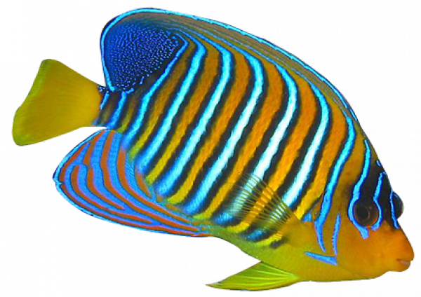 Imagen de pez ángel acuático Transparente