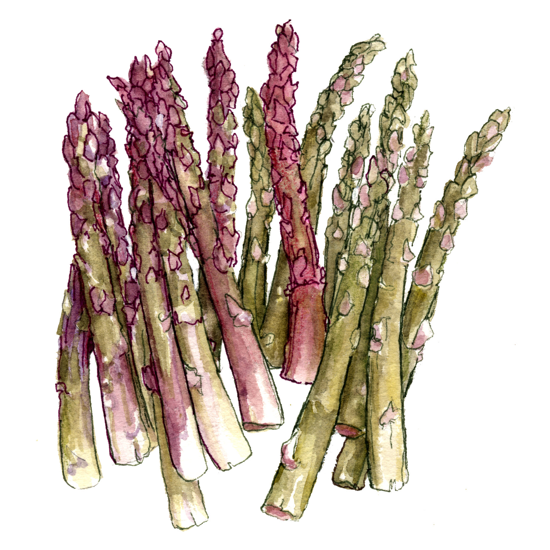Tongkat asparagus latar belakang Gambar PNG