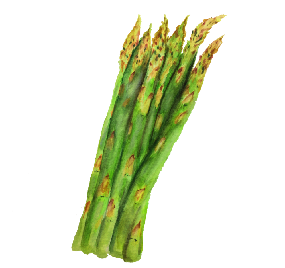 Asparagus Sticks PNG Image