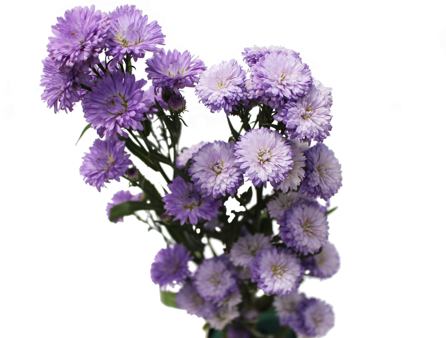 Aster Flower PNG Image Background