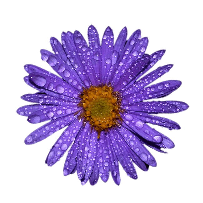 Aster Flower PNG Image