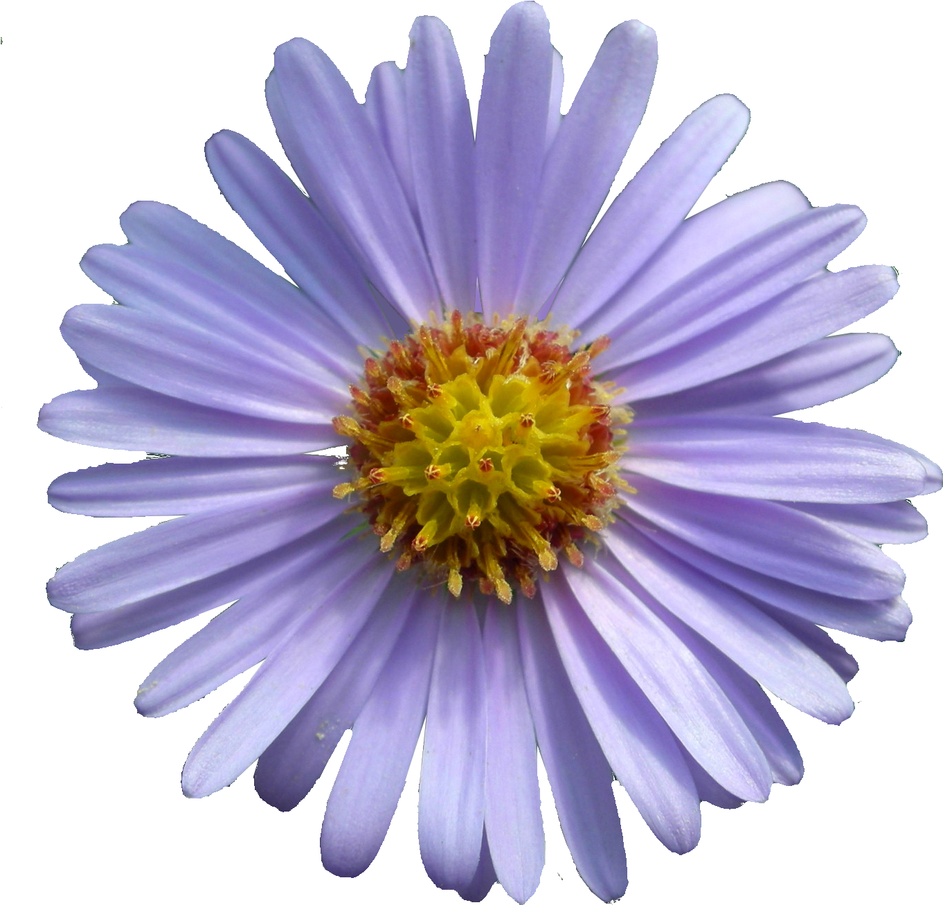 Aster Flower PNG Photo