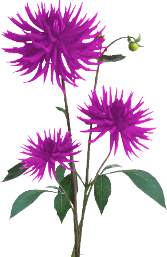 Aster ดอกไม้ PNG ภาพโปร่งใส