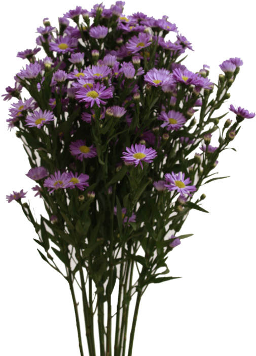 Aster Flower Transparent Image