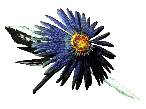 Aster PNG High-Quality Image