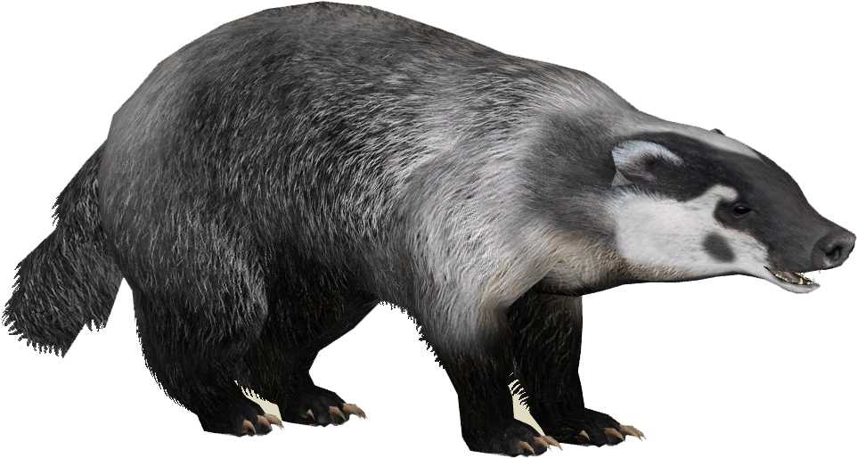 Badger PNG Image Background