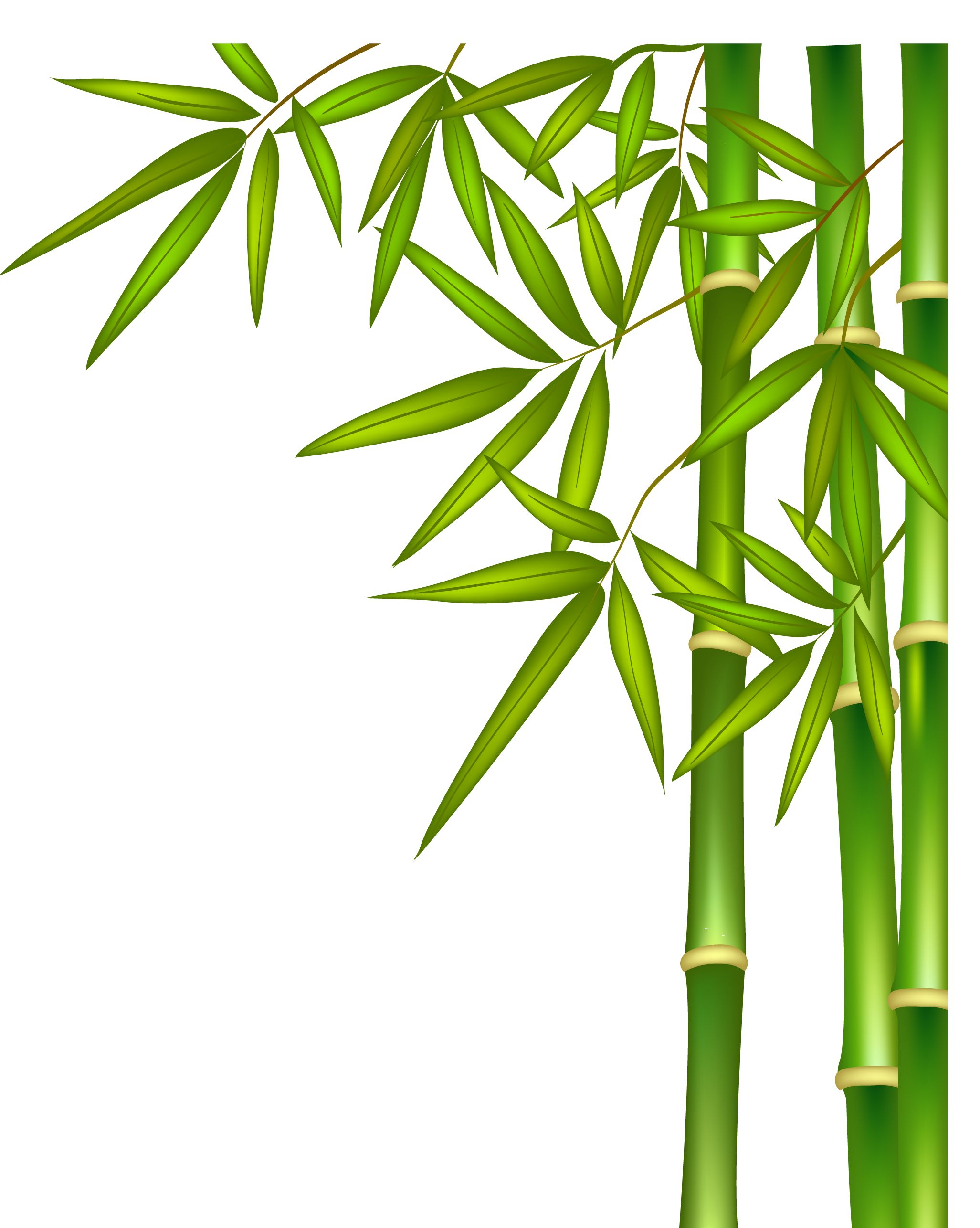 Bamboo Branch Free PNG Image
