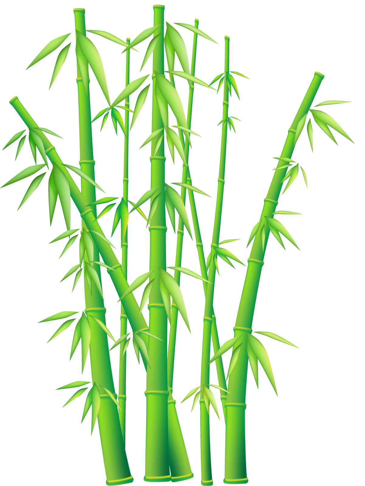 Bamboo Branch PNG Free Download