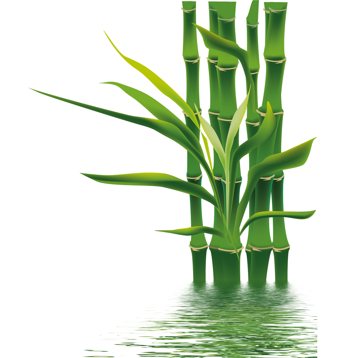 Bamboo Branch PNG Image Background