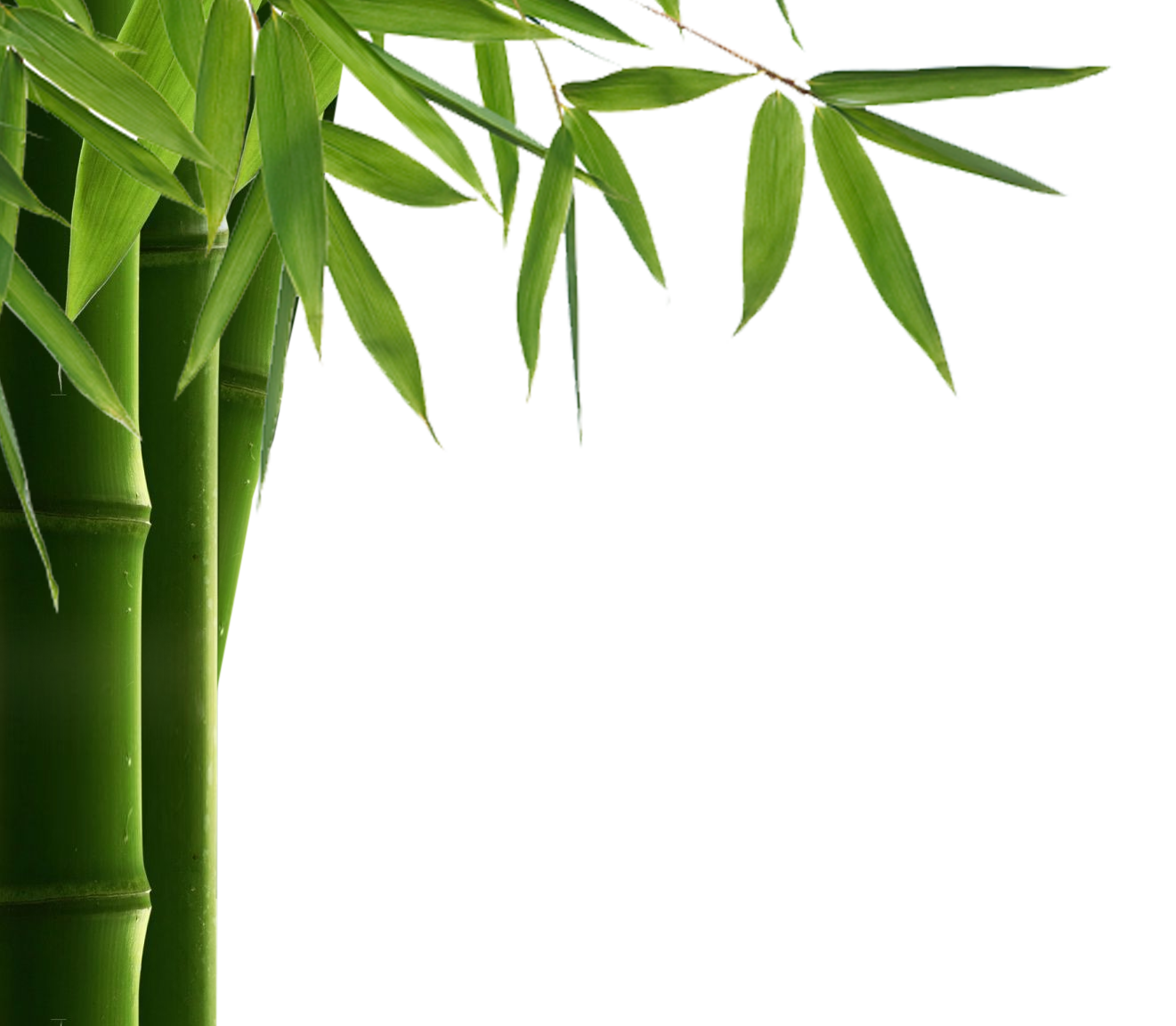 Rama de bambú PNG photo