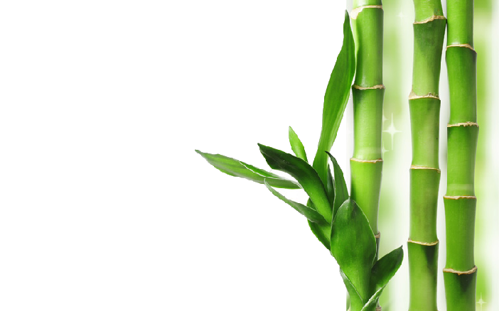 Filial de bambu PNG Pic