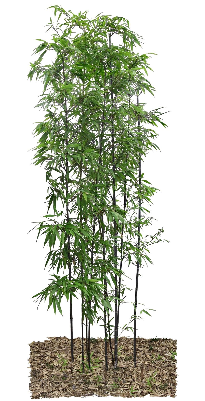 Bamboo Leaf Free PNG Image