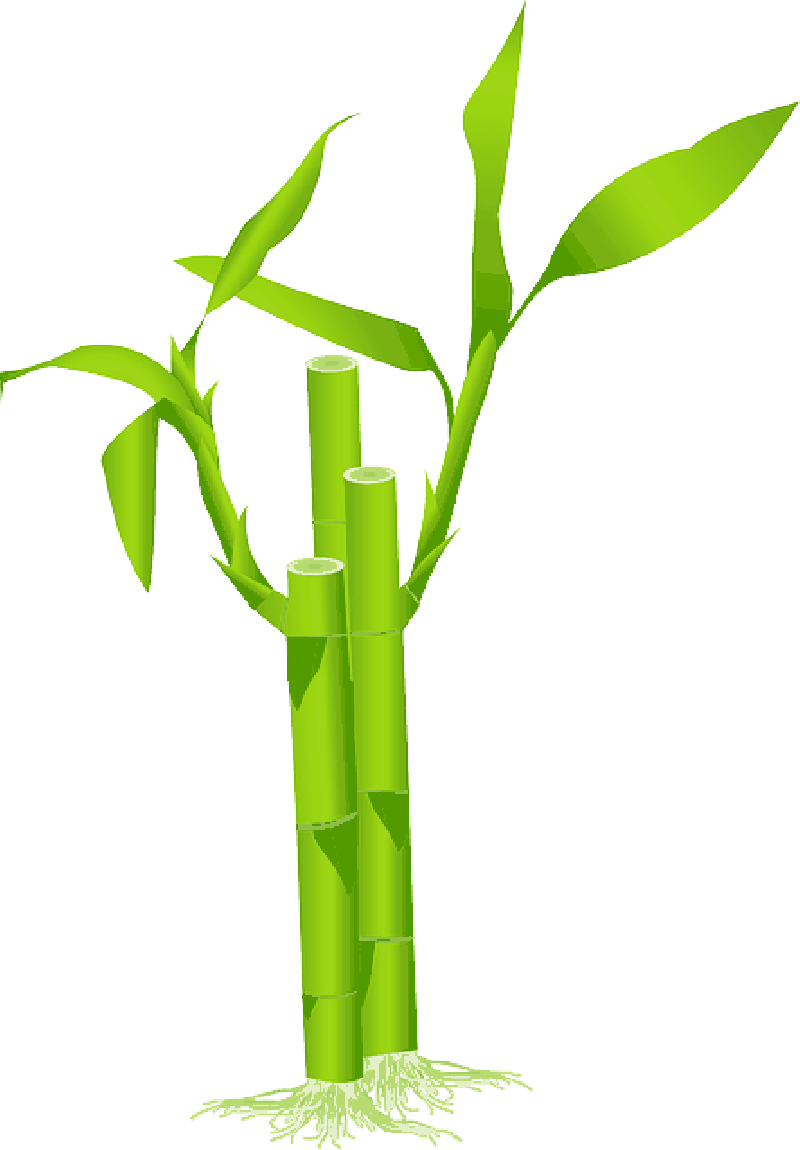 Bamboo Leaf PNG Download Image