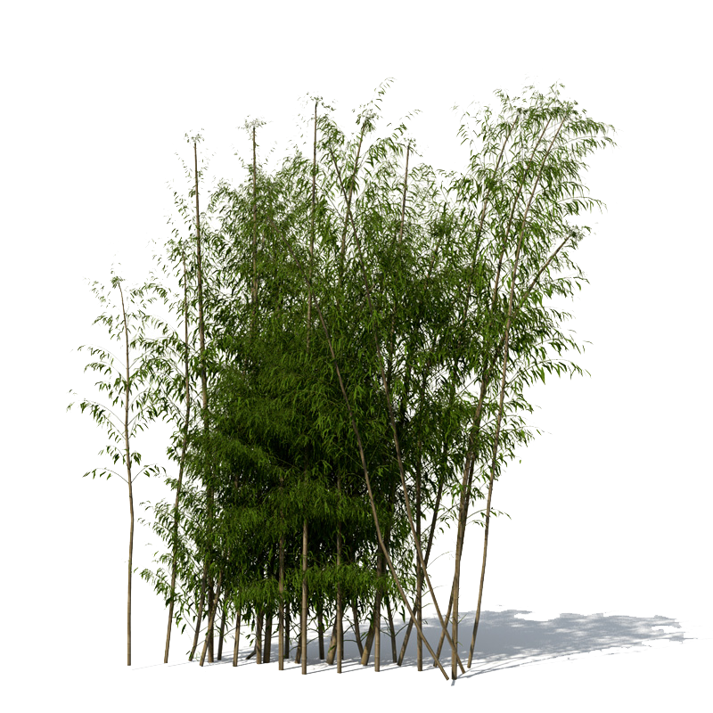 Fundo de imagem de PNG de folha de bambu