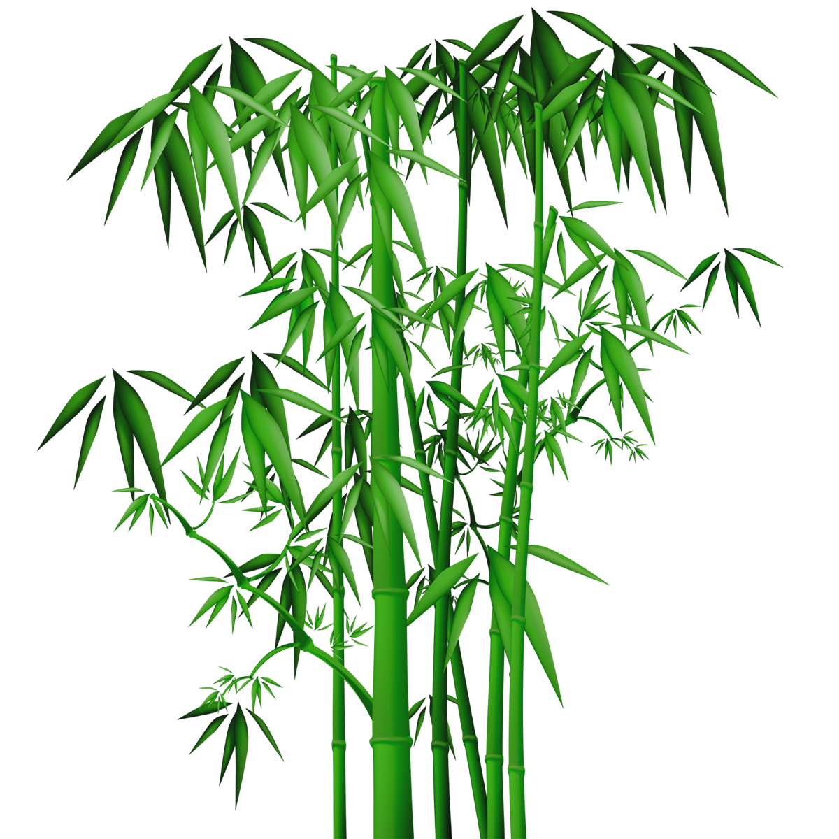 Bamboo Leaf PNG Photo