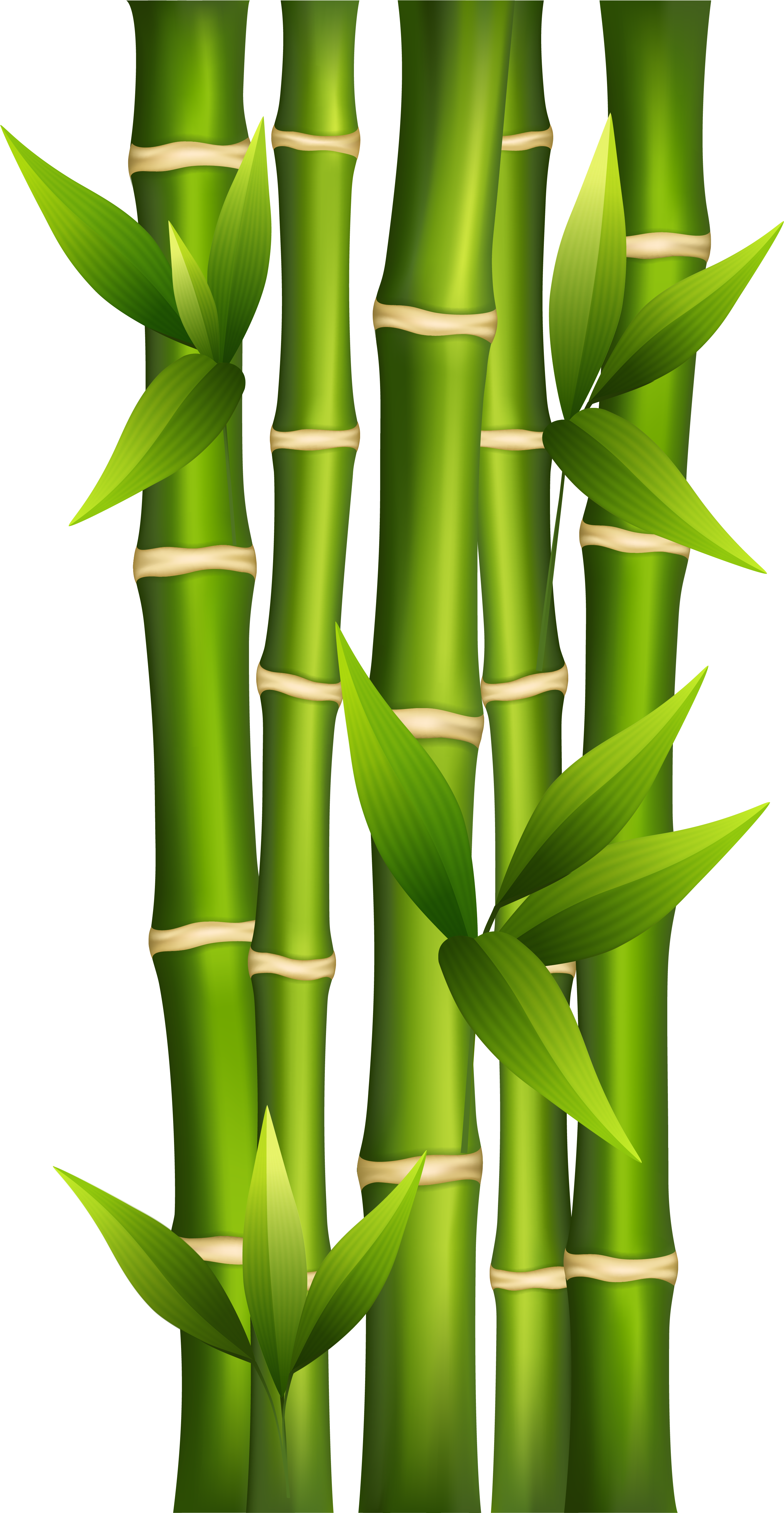 Imagem de alta qualidade de PNG de bambu