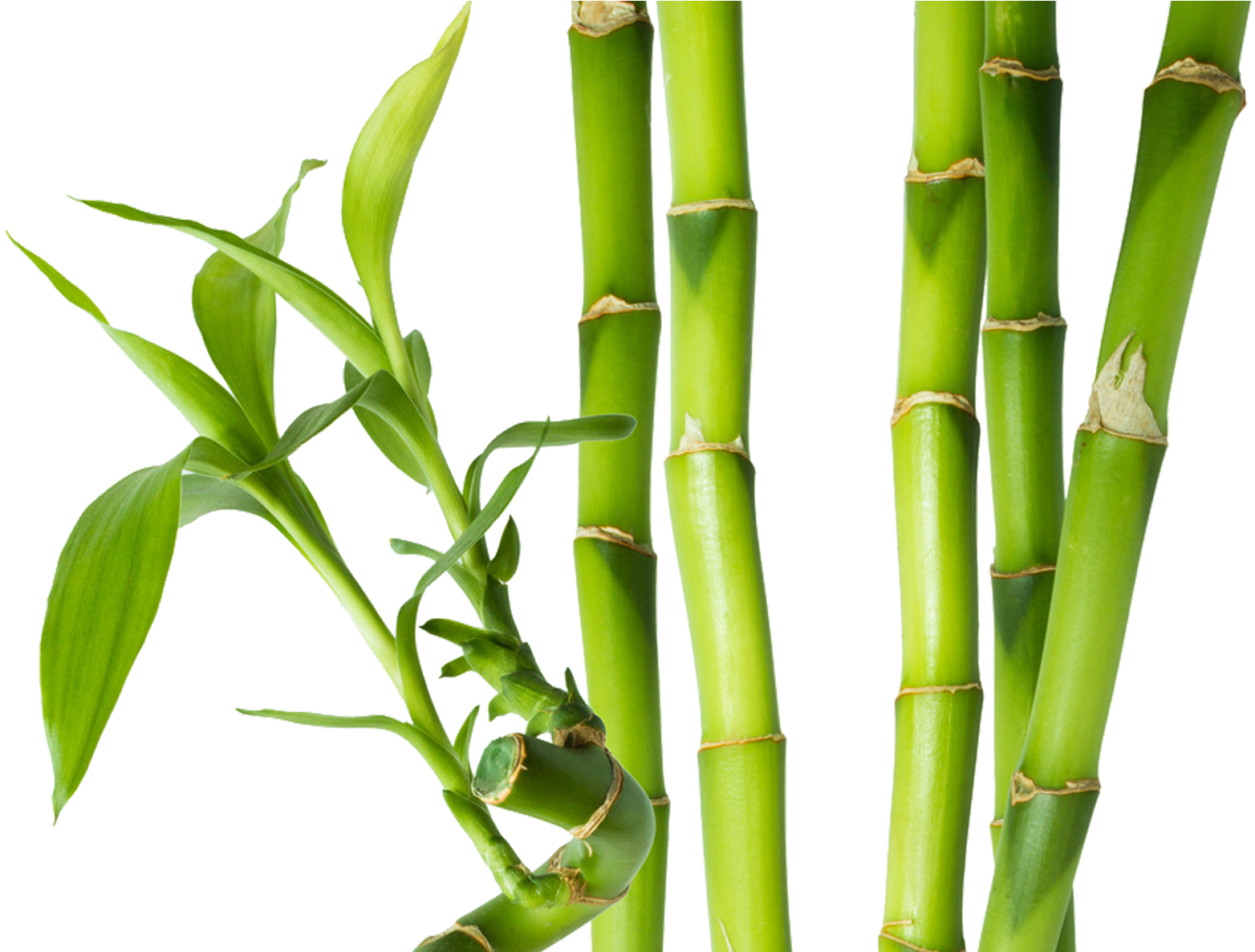 Bamboo PNG Image Background