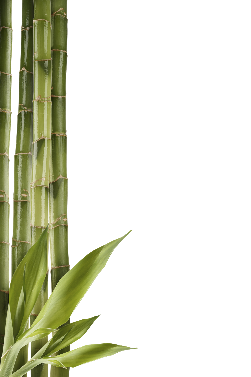 Imagem de Bamboo PNG