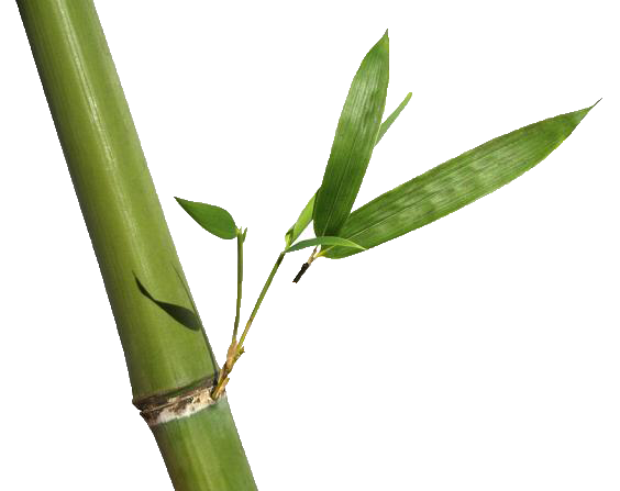Bamboo Stem PNG Download Image