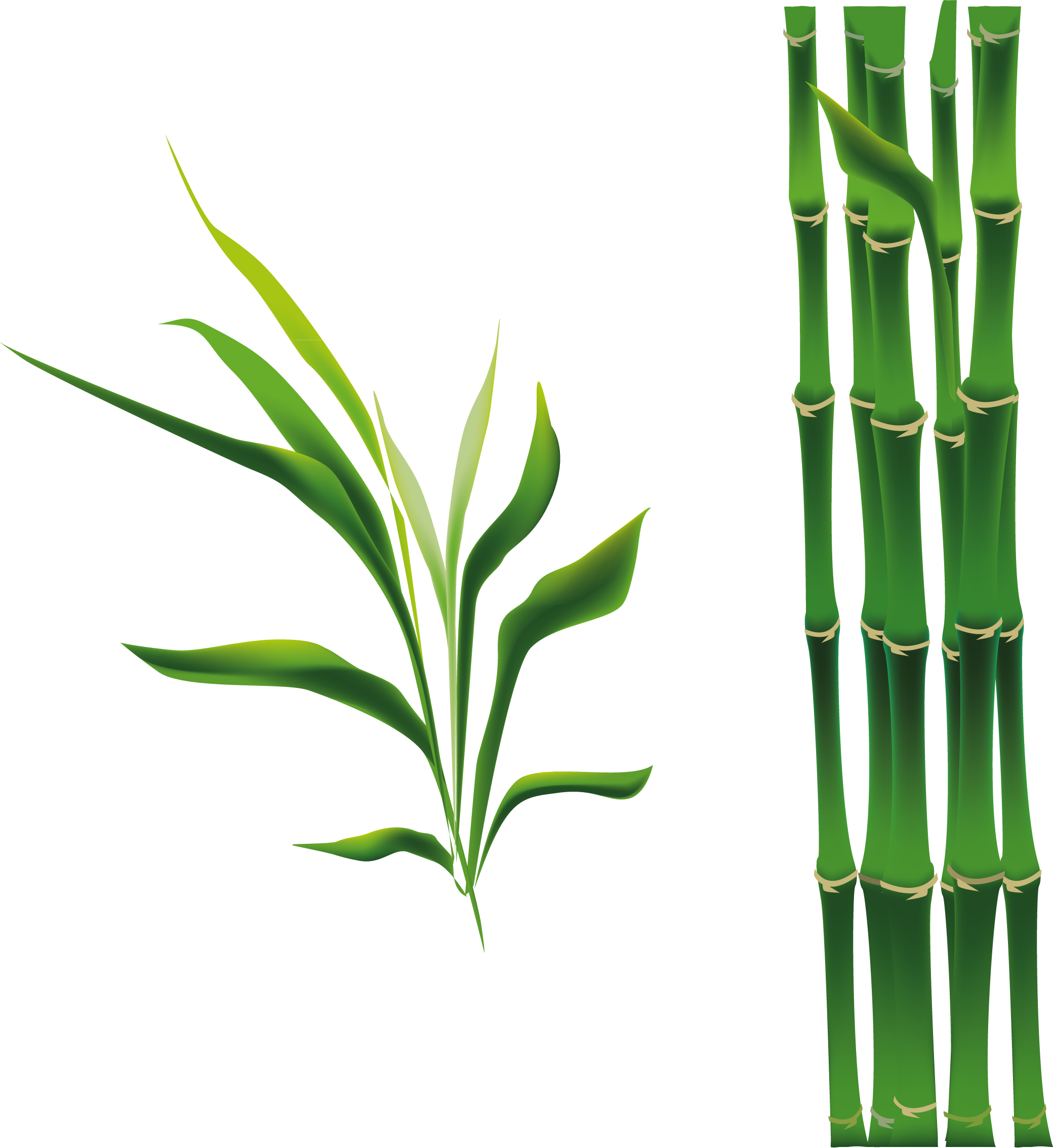 Bamboo Stem PNG descarga gratuita
