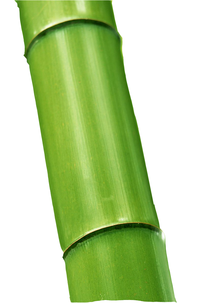 Imagen de alta calidad del tallo de bambú PNG