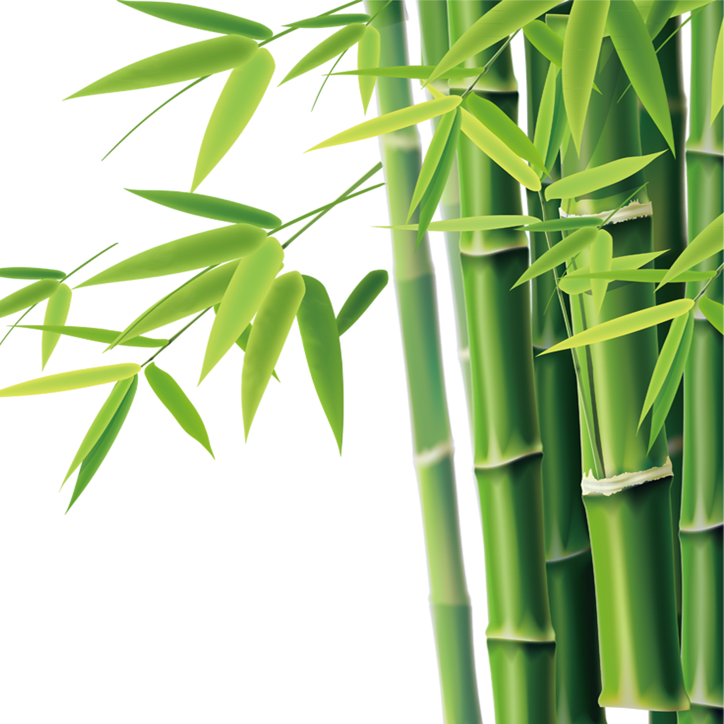 Imagen PNG de tallo de bambú