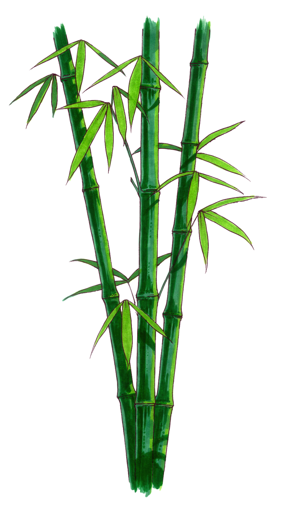 Foto de bambú stem PNG