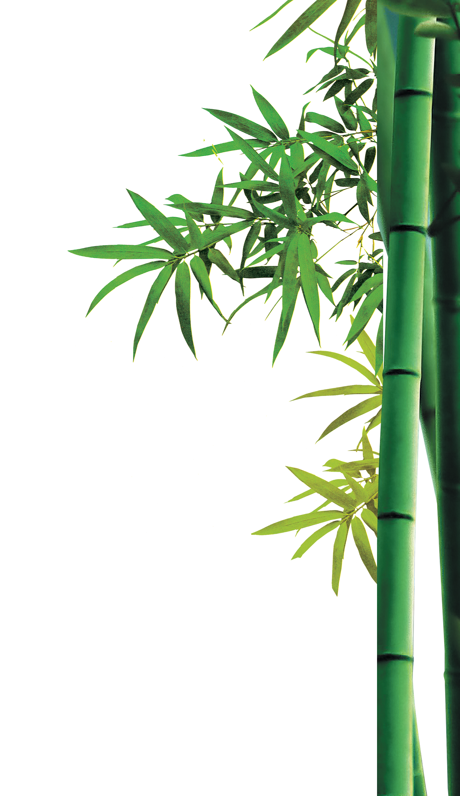 Imagem transparente de haste de bambu