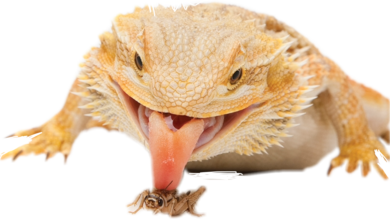 Bearded Dragon Free PNG Image