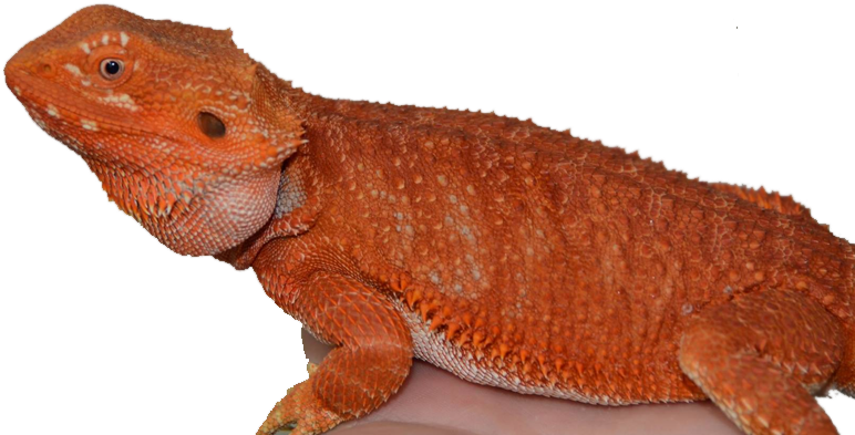 Bearded Dragon Lizard PNG Download Image
