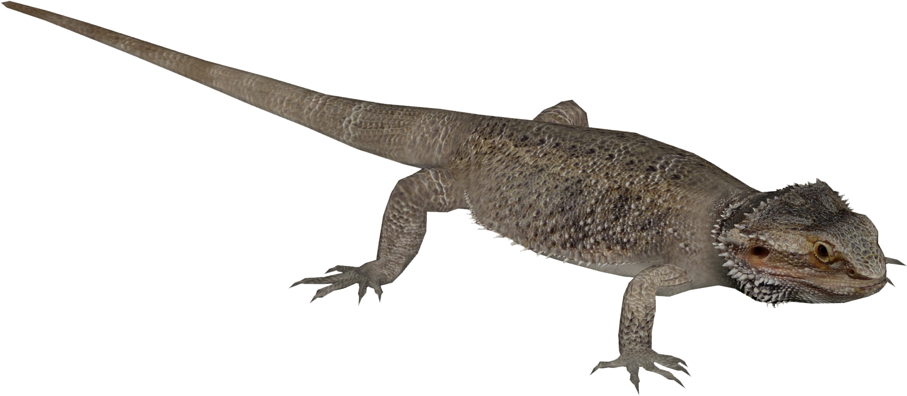 Bearded Dragon Lizard PNG High-Quality Image