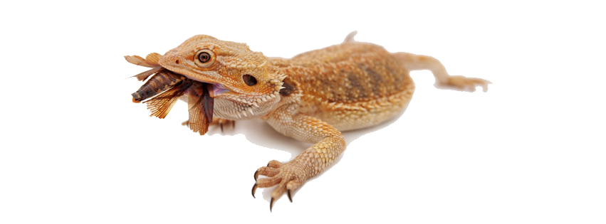 Bearded Dragon Lizard PNG Image Background