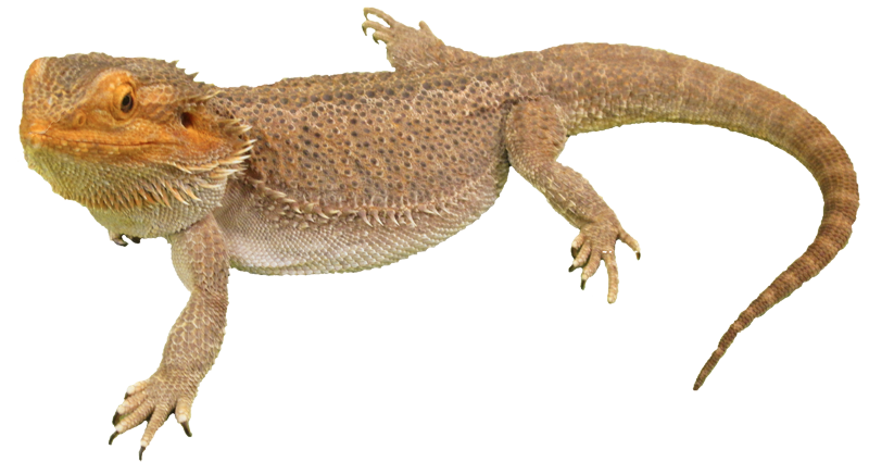 Bearded Dragon Lizard PNG Image