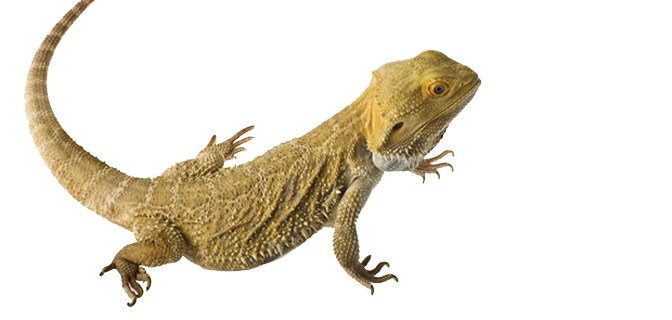 Bearded Dragon Lizard PNG Transparent Image