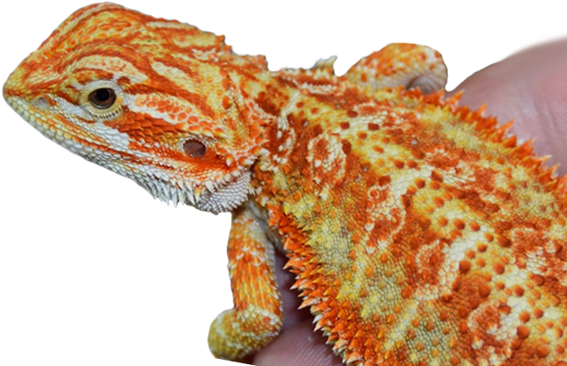 Bearded Dragon PNG Image Background