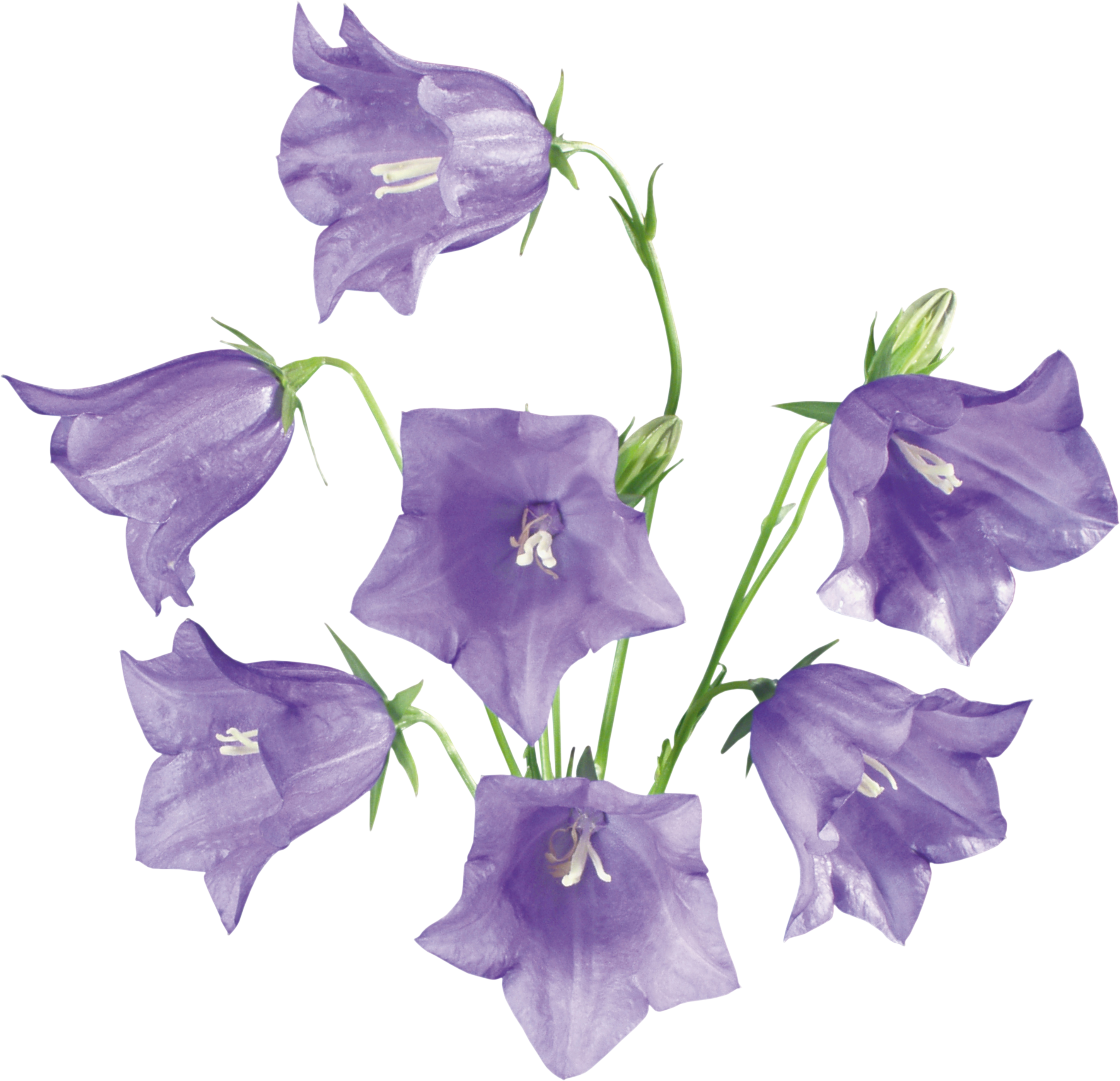 Bellflower PNG High-Quality Image