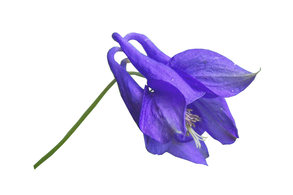 Picflower PNG