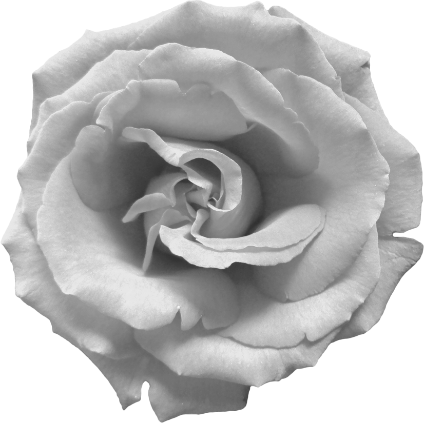 Black And White Rose PNG Pic