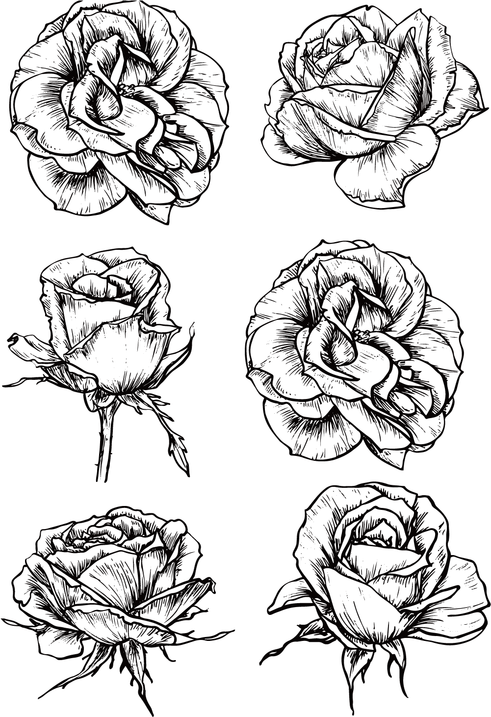 Black And White Rose PNG Transparent Image