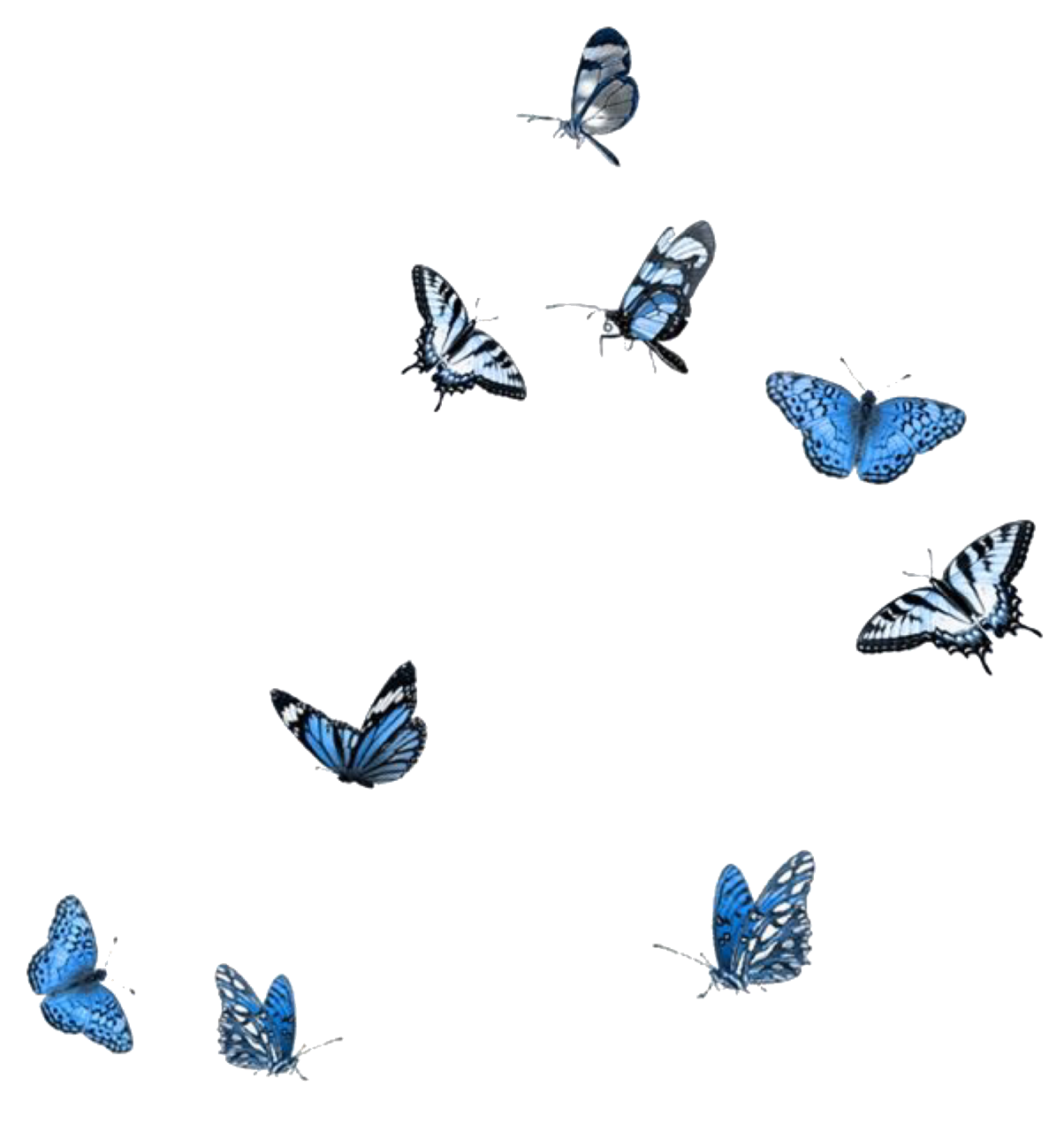 Image de téléchargement PNG papillon noir