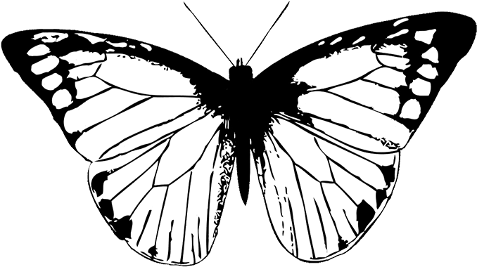 Fundo preto de imagem de PNG borboleta