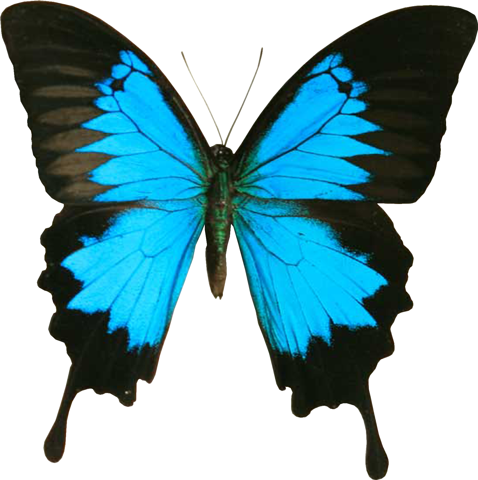 Zwart vlinder Transparant Beeld