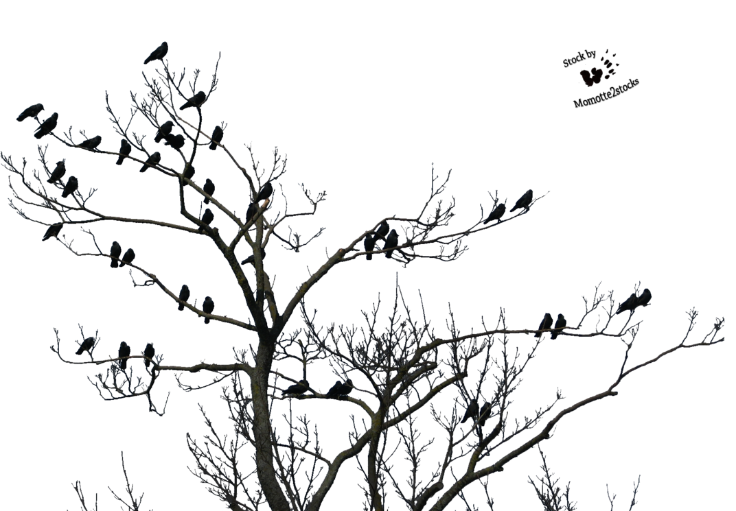 Black Tree Gratis PNG-Afbeelding