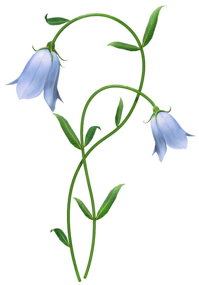 Fondo de imagen PNG de Bellflower Blossom