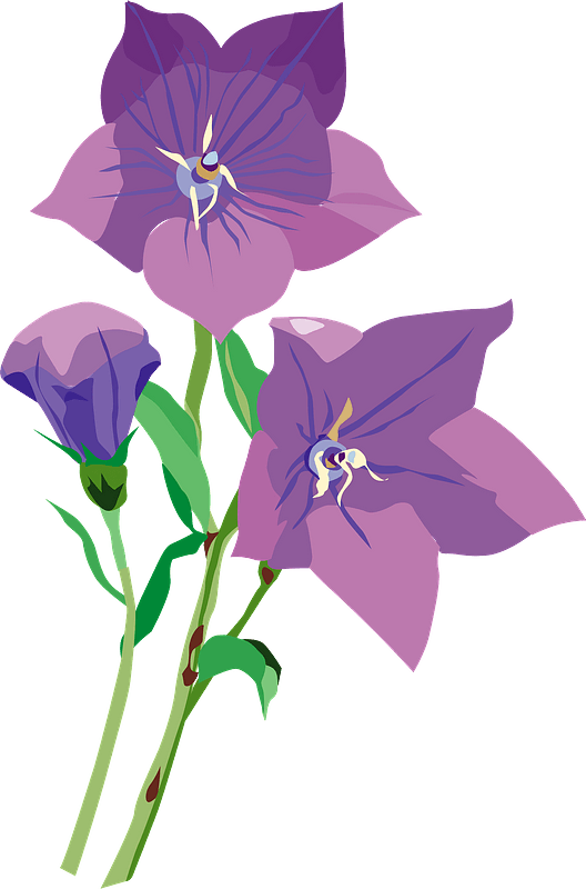 Blossom Bellflower Transparan Gambar