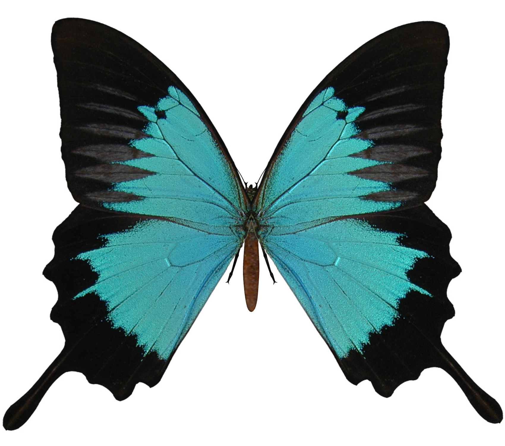 Blauwe vlinders Gratis PNG-Afbeelding