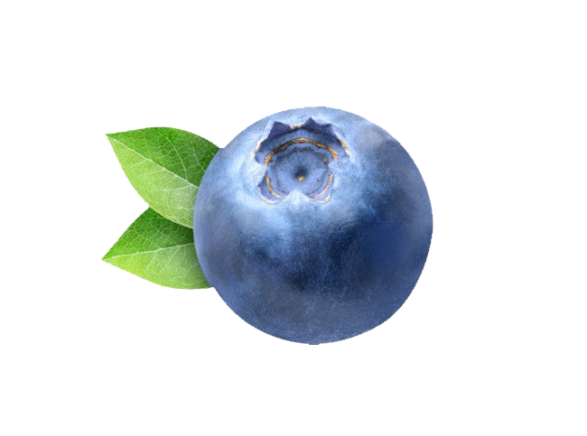 Blueberry PNG image haute qualité